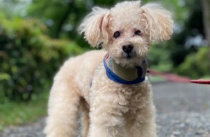 犬のお世話　ムックくん