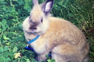 うさぎさんのお世話もできます｜代表もうさぎを飼っていました