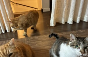 【お世話報告】3匹それぞれの個性が光る✨今日のご様子