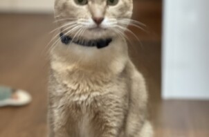 ミーちゃん