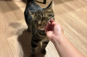 青葉区のイオリさん　スイさん　