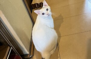 【お世話報告】うめちゃん・バニラちゃんのご様子