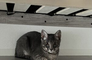 東成区のペットシッター猫ちゃんのお世話🐱