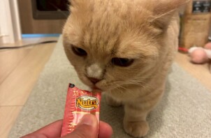 八尾市のペットシッター猫ちゃんのお世話🐱