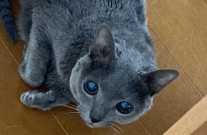 ビビちゃん