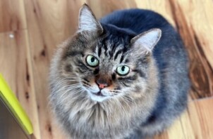 猫のお世話　ブライアンくん・ディーコンくん
