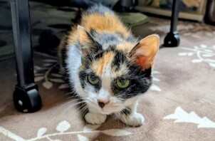 緑区のチャチャちゃん、マロンくん　緑区のペットシッターＢｏｗｗｏｗばうわう