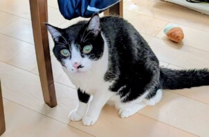 保土ケ谷区のポンズくん　保土ケ谷区のペットシッターＢｏｗｗｏｗばうわう