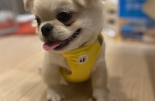 【新宿区】の子犬『とぬさん』のお留守番レポート🐾