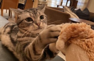 【新宿区】人懐っこいアメショ「ポアロさん」お留守番レポート