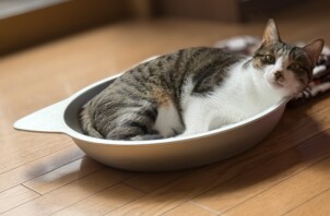 猫鍋でくつろぐ猫ちゃんがかわいいです