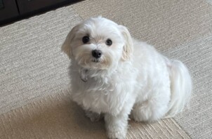 トリミングに行ってきました