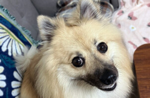 小型犬ポメラニアン×パグ、ぽんすけちゃんのペットシッター