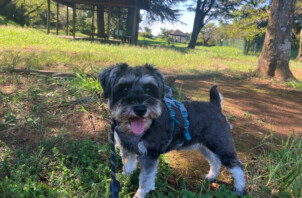 小型犬ミニチュアシュナウザー、オハナちゃんのペットホテル