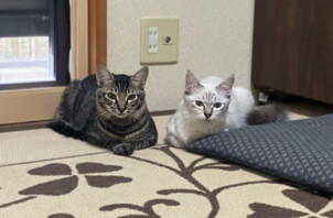 猫、ボズちゃんとチリちゃんのペットシッター
