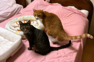 猫、モカちゃんとキィちゃんのペットシッター