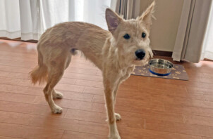 中型MIX犬、オンちゃんのペットホテル