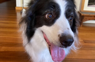 ボーダーコリーのモナちゃんのお散歩🦮🚶😊👍