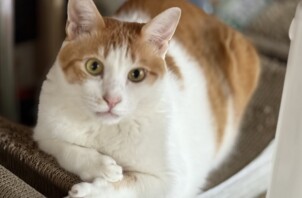 リピートして下さった 猫ちゃん達です