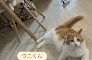 八尾市のペットシッター猫ちゃんのお世話🐱
