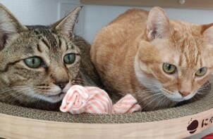 たれれくん、ちびすけくん、チャトランくん、くろりーのくん