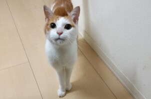 ジンくん
