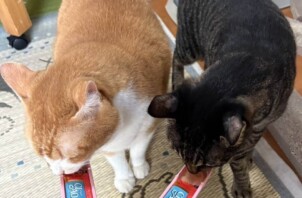 11月、12月のご予約が増えてきております！【日本ペットシッターサービス広島店】