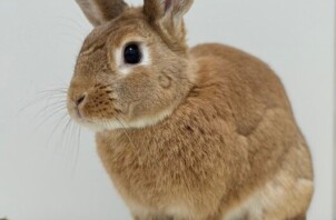 うさぎのお世話　コッペちゃん