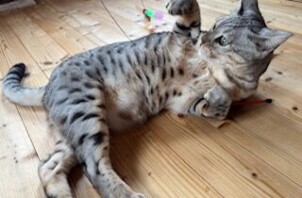 ☆今週のCoco Maisonフレンズ(106)☆