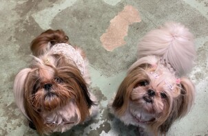 青葉区　ちえちゃん、ぷりんちゃん