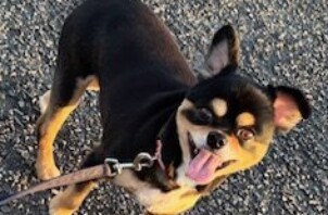 ♡今週のCoco Maisonフレンズ(107)♡