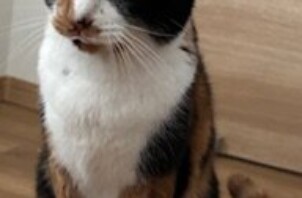 ☆今週のCoco Maisonフレンズ(110)☆