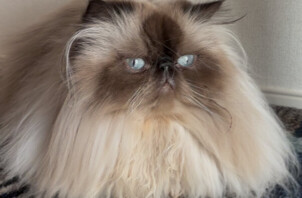 ☆今週のCoco Maisonフレンズ(108)☆