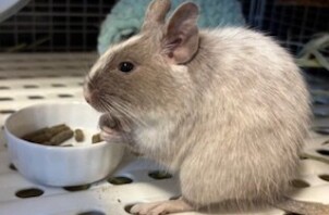 ♡今週のCoco Maisonフレンズ(111)♡