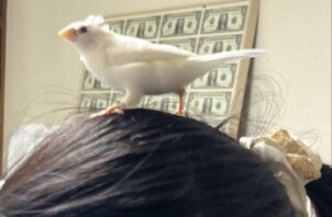 てんちゃんオピちゃん仲間たち