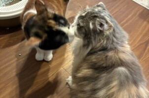【お世話報告】🐾なかよし姉妹のまたタイム🐾
