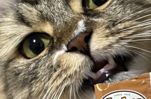 アルフレッド君