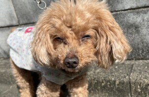 【お世話報告】🐾まだまだ活躍中!元気いっぱいリラちゃん🐾