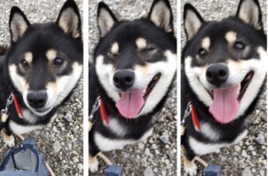 元気いっぱいの散歩（彦根市）