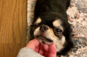 🐶年末年始の割増期間のおしらせ🐶