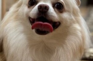 ♡今週のCoco Maisonフレンズ(109)♡