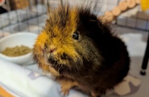 保土ケ谷区のめかぶくん　保土ケ谷区のペットシッターＢｏｗｗｏｗばうわう