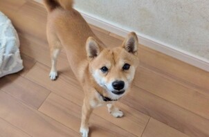 神奈川区のケンくん　神奈川区のペットホテルＢｏｗｗｏｗばうわう