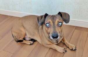 保土ケ谷区のアルくん　保土ケ谷区のペットホテルＢｏｗｗｏｗばうわう