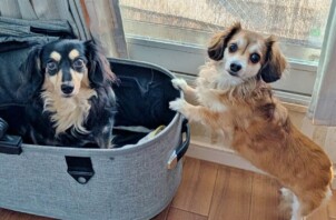 旭区のテンくん、マロンちゃん　旭区のペットホテルＢｏｗｗｏｗばうわう