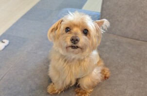 緑区のふうたくん、ルルくん、ちゃぴくん、ヤマトくん、コテツくん　緑区のペットシッターＢｏｗｗｏｗばうわう