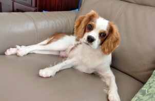 旭区のボニーくん　旭区のペットシッターＢｏｗｗｏｗばうわう