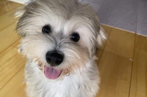 【新宿区】かまちょなハバニーズ「テオさん」初めてのお留守番レポート🐾