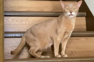 アビシニアンの葉月ちゃんのお世話😽😁🤟