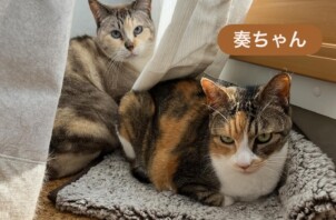 平野区のペットシッター猫ちゃんのお世話🐱